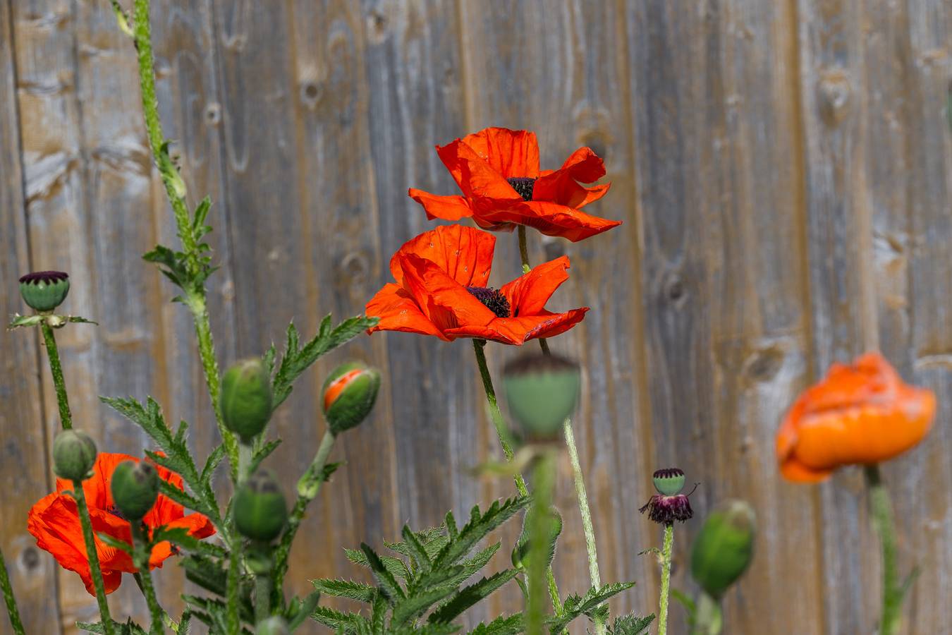 Ferienhof Lecheler - Fewo 'Gänseblümchen' mit Sonnenbalkon, inkl. Wlan in Bayerisch Schwaben