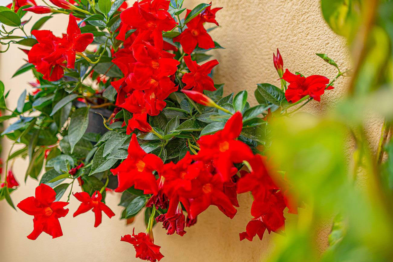 Apartamento Calasanz - Plusholidays in Calpe, Costa Blanca