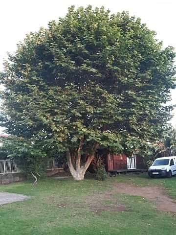 Gîte pour 25 personnes, avec jardin sur l' Île de la Réunion - 4