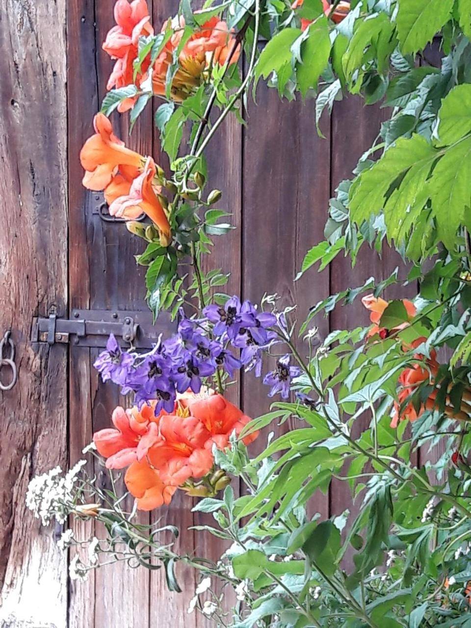 Appartement entier, Charmant petit appartement en Alsace in Bouxwiller, Région de Saverne