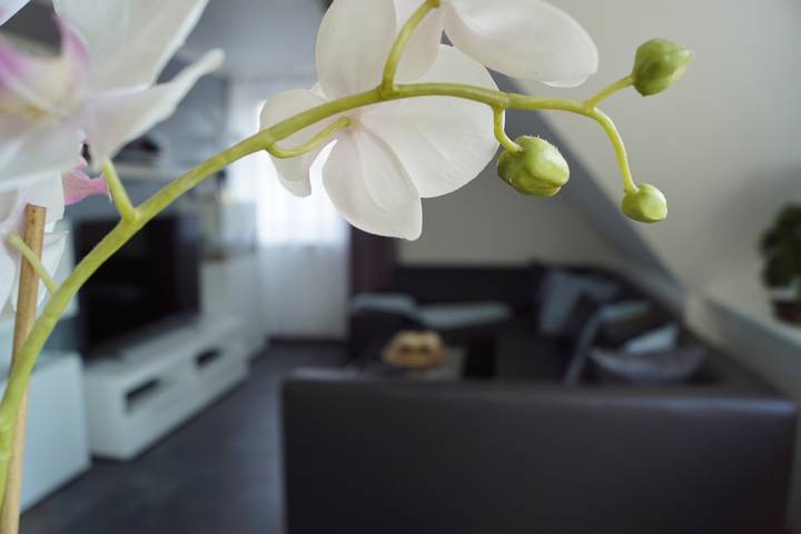 Ferienwohnung für 2 Personen, mit Terrasse und Garten in Lotte