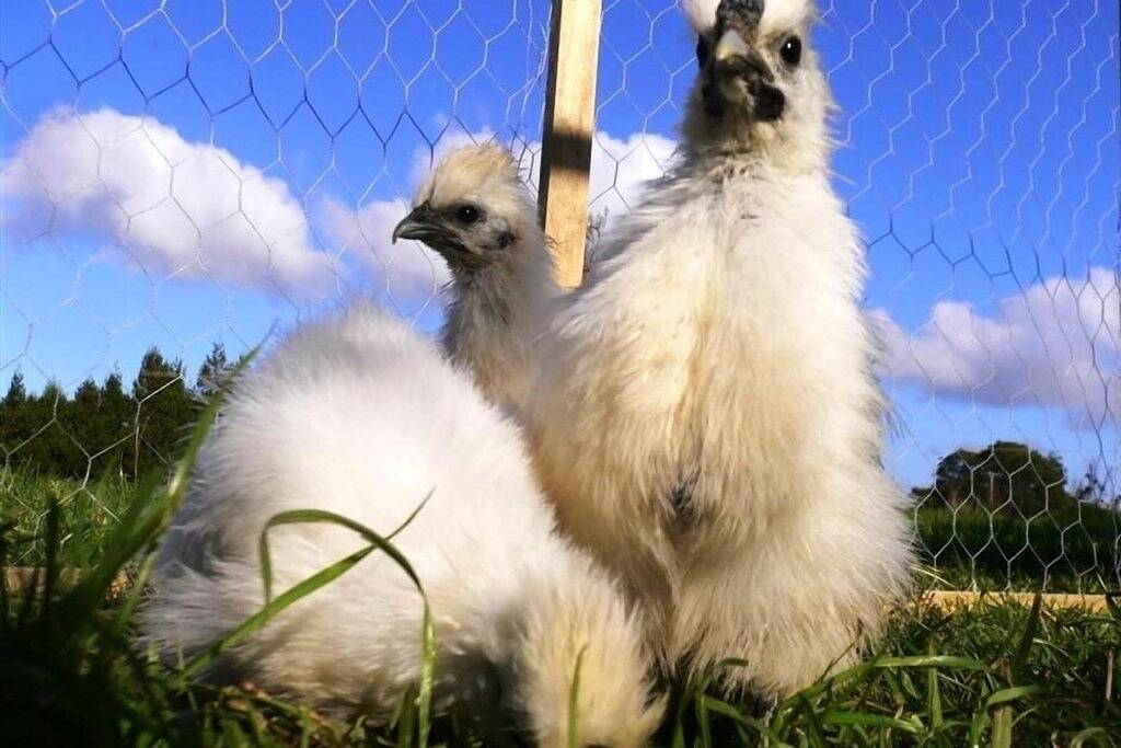 Entspannen Sie sich in einer Lodge Moonshine 2 Bedroom Cottage: Nutztiere, Pool, Bio-Obstgarten! in Kerikeri, Northland