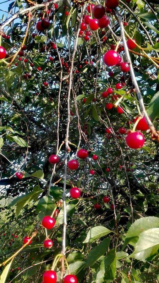 Casa rural para 6 personas, con vistas y jardín, Se admiten mascotas en Las Hurdes - 2