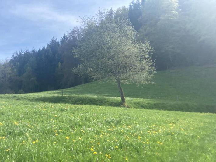 Chambre d’hôte pour 2 personnes, avec jardin à Triberg - 2