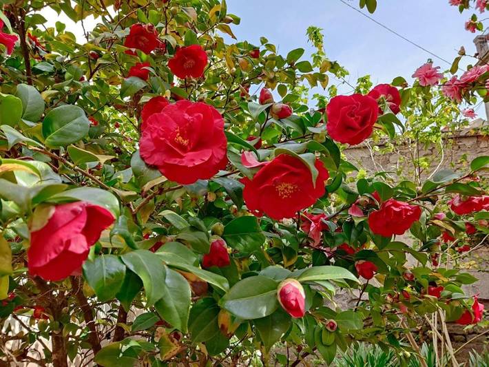Gîte pour 9 personnes, avec jardin, animaux acceptés à Viterbo - 2