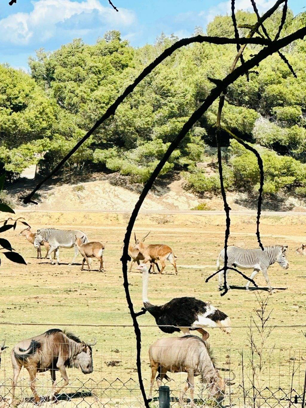 Cabane 3 étoiles - Piscine  - eehdah in Sigean, Costa mediterránea (Francia)