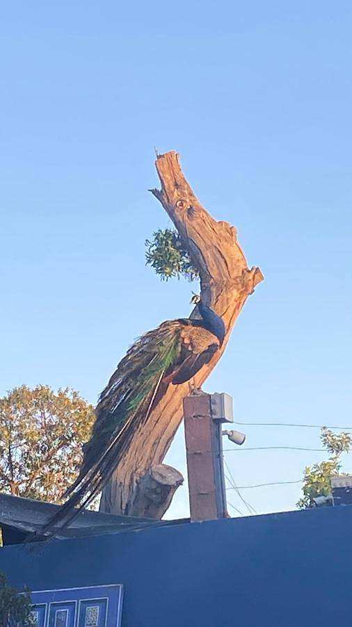 Tente pour 3 personnes, avec jardin ainsi que vue et terrasse, adapté aux familles au Maroc - 3