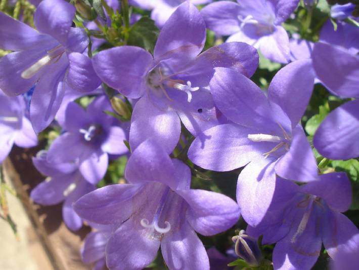 Apartamento de vacaciones para 2 personas, con jardín y balcón en Comunidad Valenciana - 2