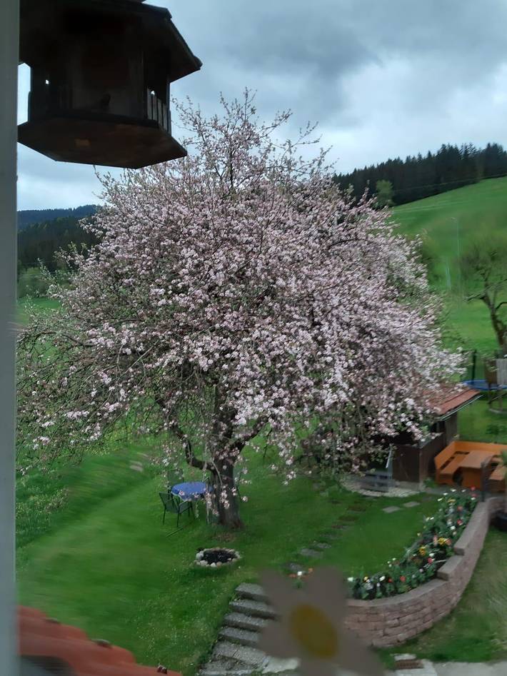 Ferienhaus für 2 Personen, mit Balkon und Terrasse sowie Garten in Oberstaufen - 3