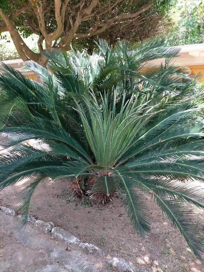 Villaggio Athragon in Ricadi (comune), Provincia di Vibo Valentia