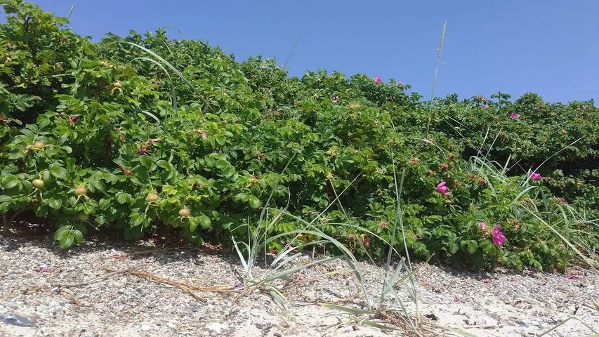 Ferienhaus für 5 Personen, mit Garten in Kelstrup Strand - 2