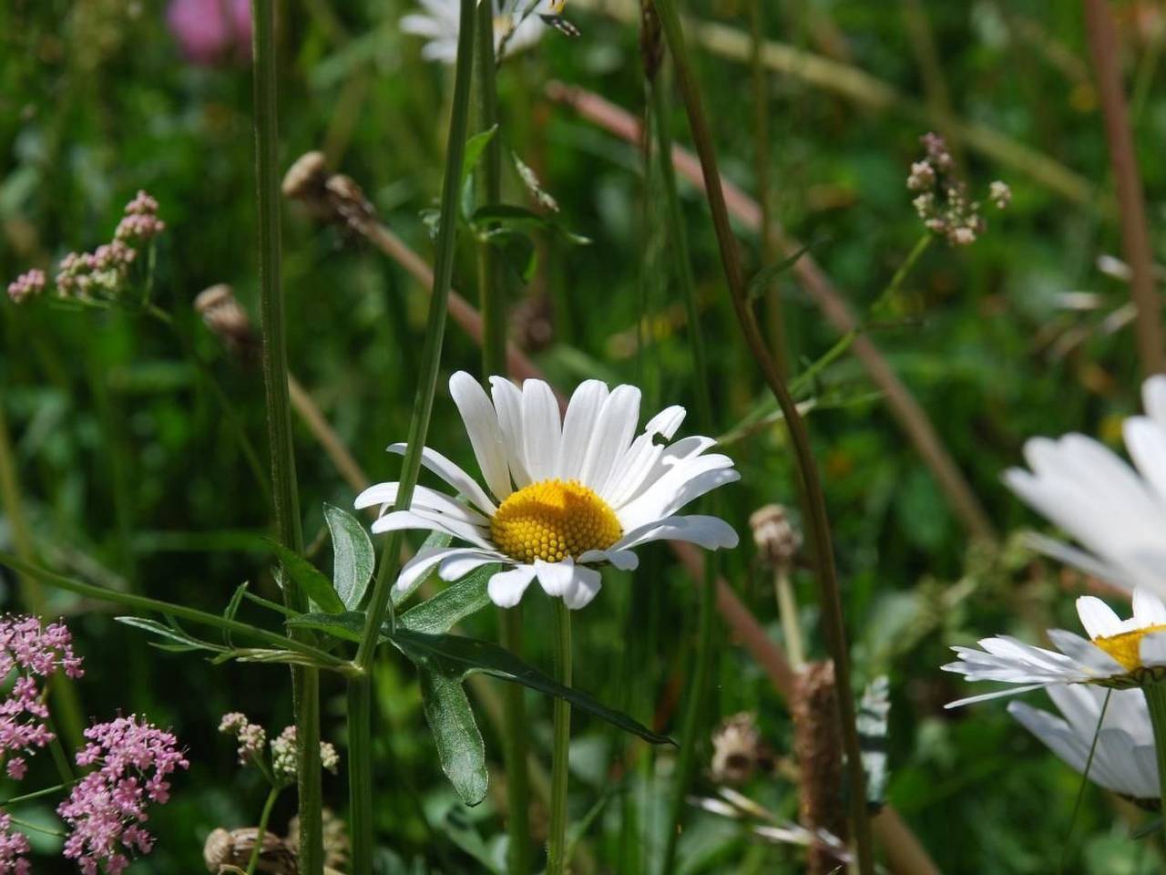 Ganze Wohnung, Chesa Arnica A5 in La Punt-Chamues-ch, Sankt Moritz