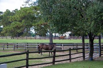 Vacation Apartment for 2 Guests in North Carolina, USA, Picture 1