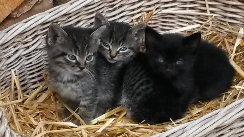 Ferienhof Biber - Ferienwohnung im Dg 80qm in Witzmannsberg, Ostbayern