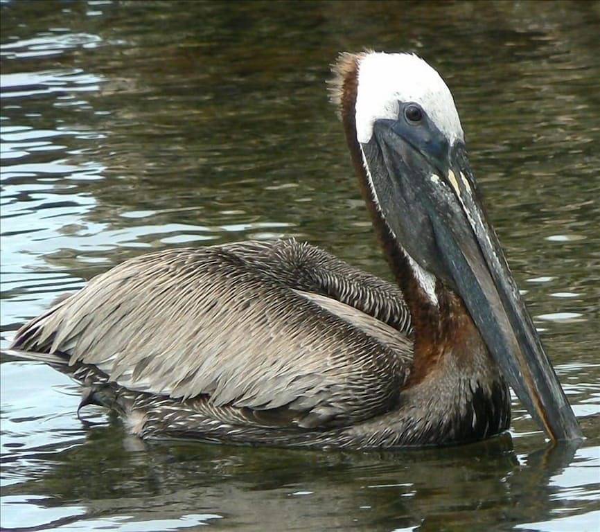 Mitchells Keys Villa - privaten, abgelegenen Haus an der Bucht in Upper Matecumbe Key, Islamorada