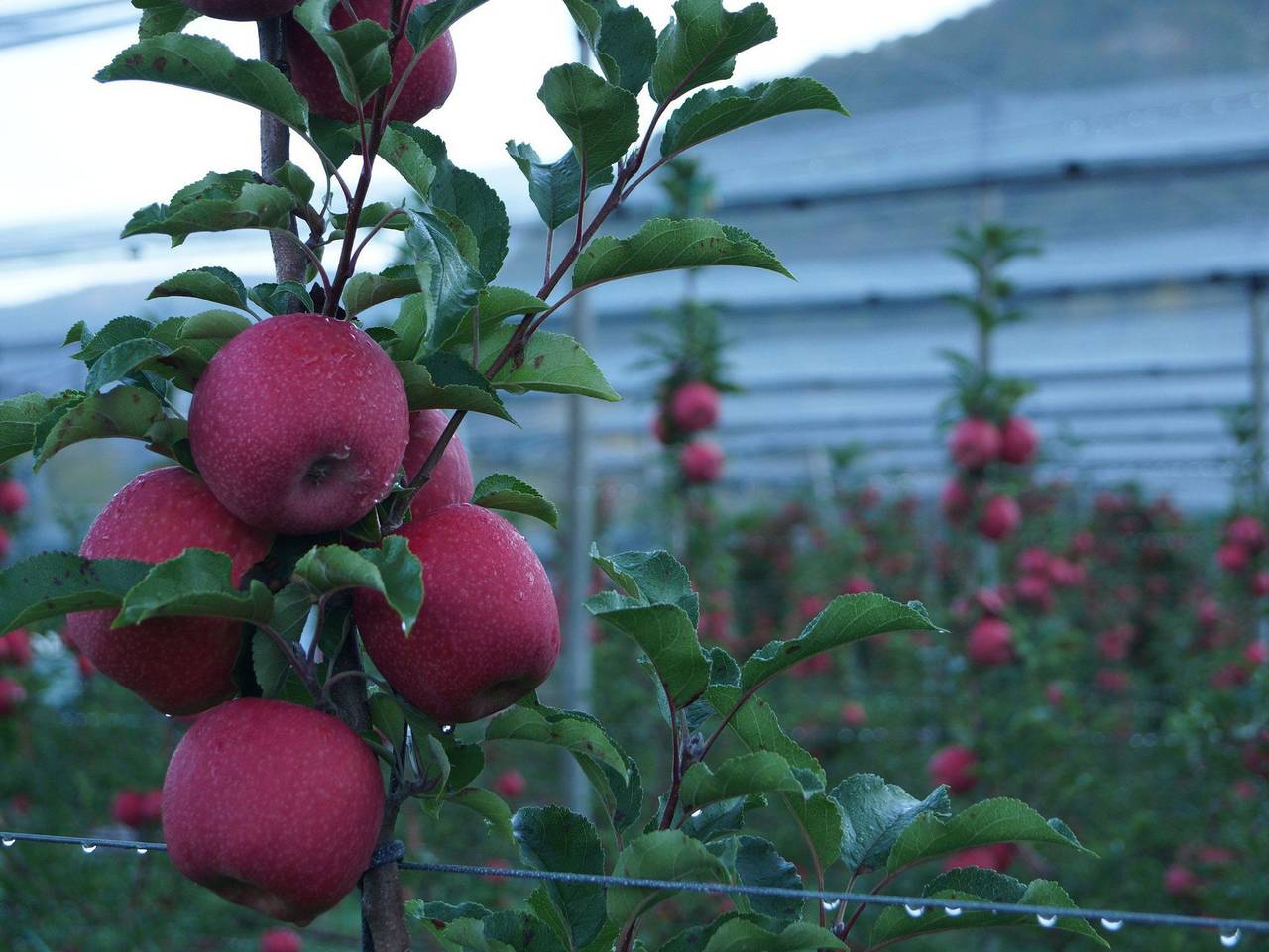 Ganze Wohnung, Ansitz Bernard - Ferienwohnung in Kalterer See, Kaltern an der Weinstraße