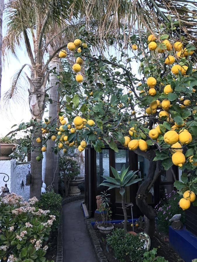 Chambre d’hôte pour 2 personnes, avec Terrasse et Jardin dans Stromboli