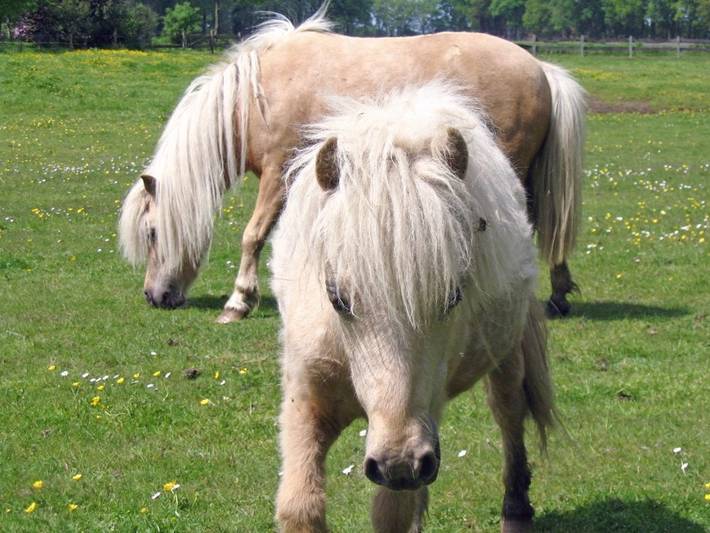 Bauernhof für 4 Personen, mit Garten in Wilsum - 4