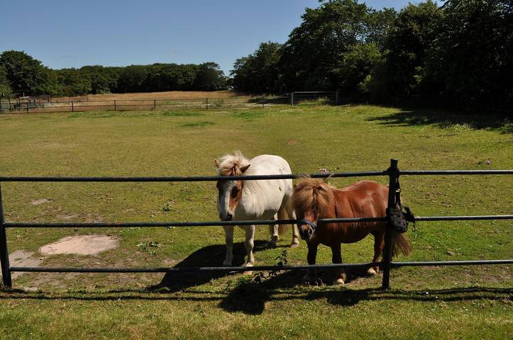 Ferienhaus für 4 Personen, mit Garten und Terrasse in Alkersum - 2