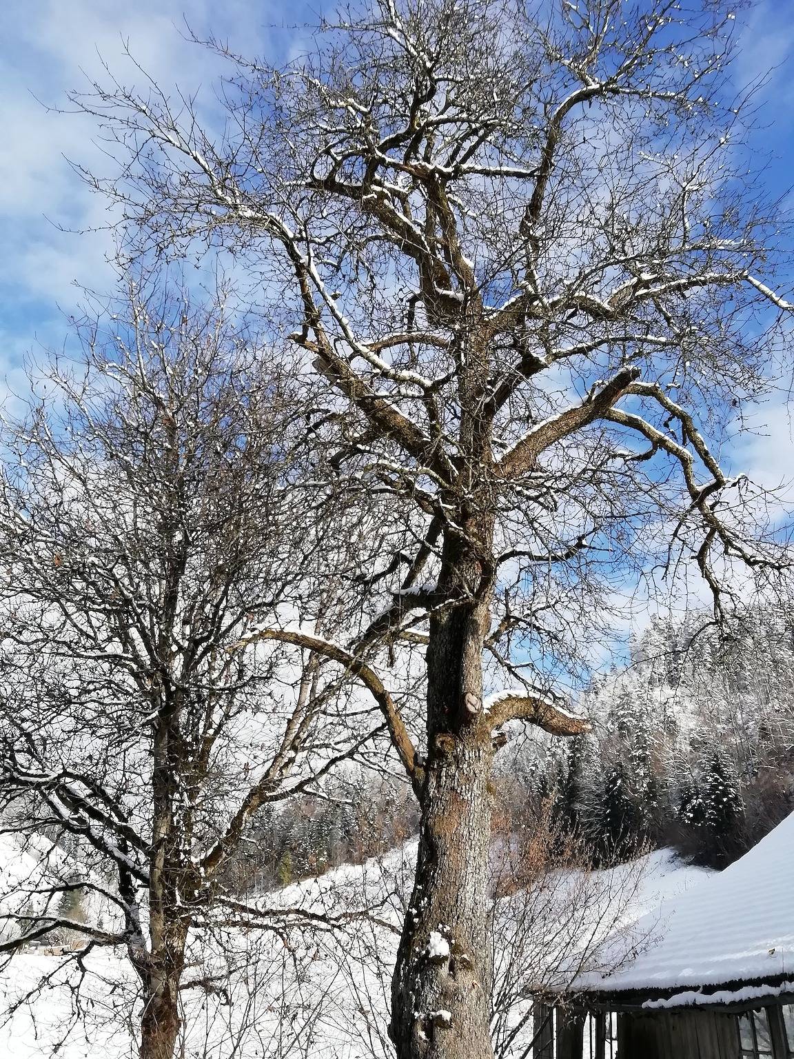 Ganze Ferienwohnung, Emmental Ferien - Urlaub im Herzen der Schweiz in Langnau im Emmental, Kanton Bern