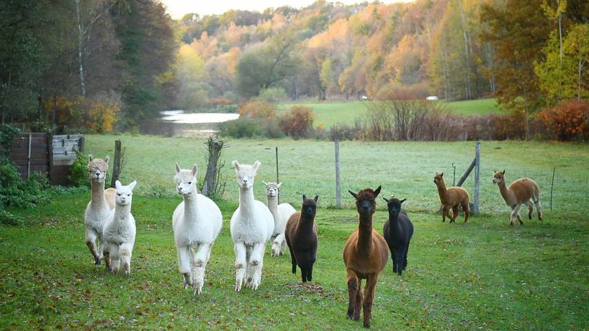 Ferienwohnung für 4 Personen, mit Balkon - 1