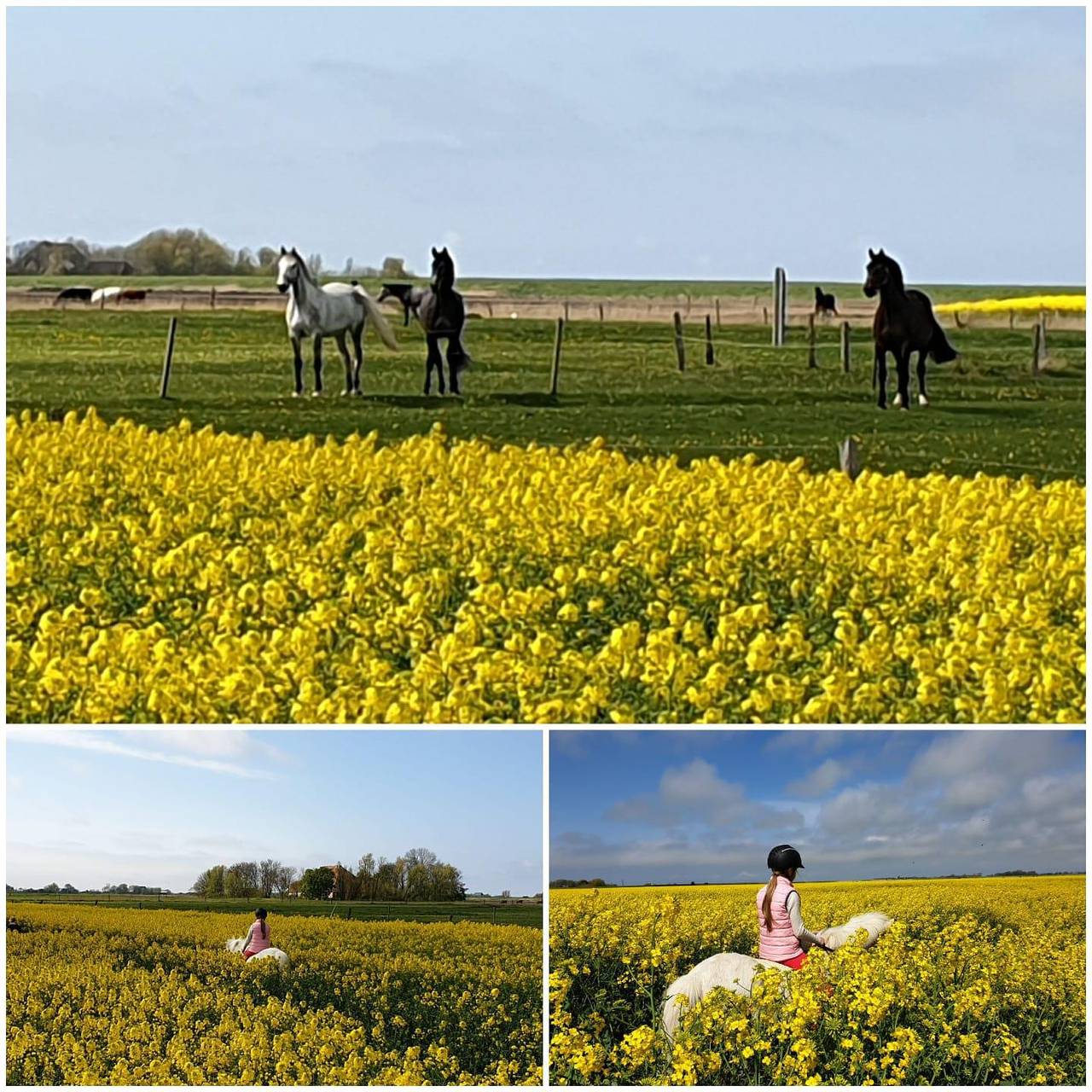 Ganze Ferienwohnung, Ferienwohnung Tetenshof in Westerhever, Eiderstedt