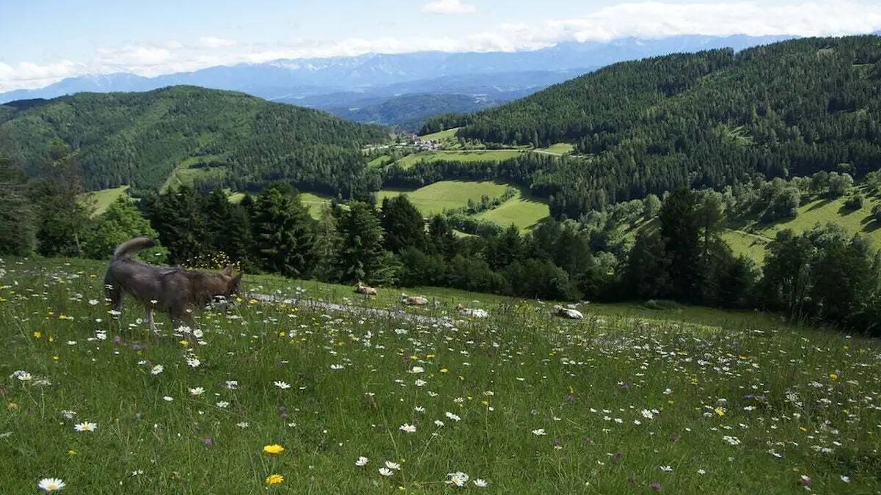 Ferienhaus für 3 Personen (38 m²) in St. Urban in Sankt Urban, Mittelkärnten