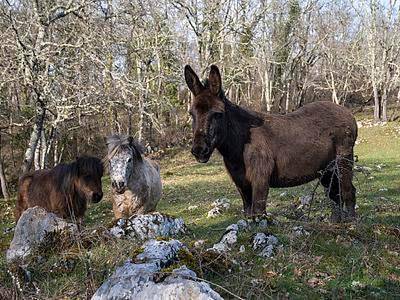 Maison d’hôte pour 5 personnes, avec jardin et balcon dans Parc naturel régional des Pyrénées ariégeoises - 4