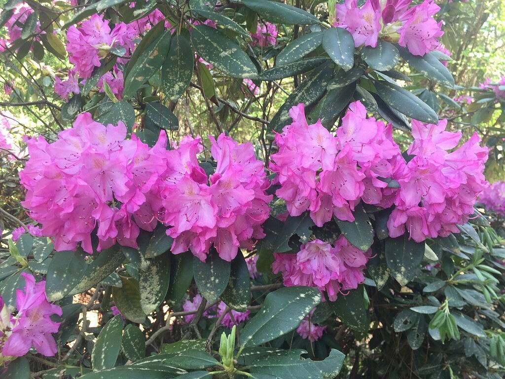 The most special and charming Cottage in Pinehurst...clean,close,and comfortable in Pinehurst, Moore County