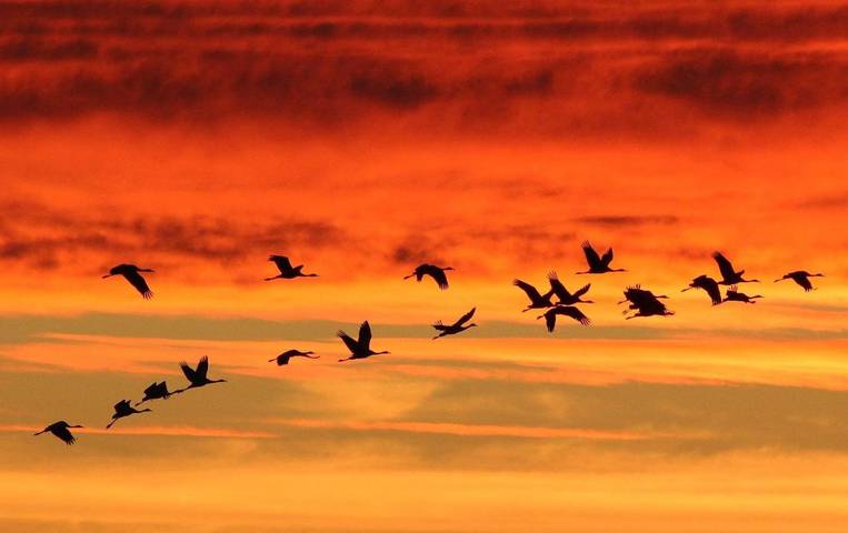 Gîte pour 3 personnes, avec jardin et terrasse dans Lac de Der-Chantecoq (Giffaumont-Champaubert) - 2
