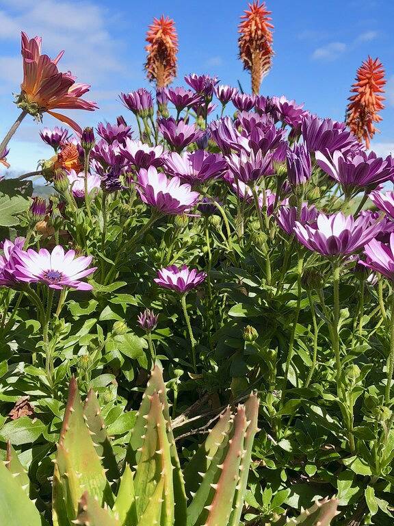 Kunstgefüllter Orinda Zen Retreat. Atemberaubende Aussichten! Minuten zu Bart, San Francisc in Orinda, Contra Costa County