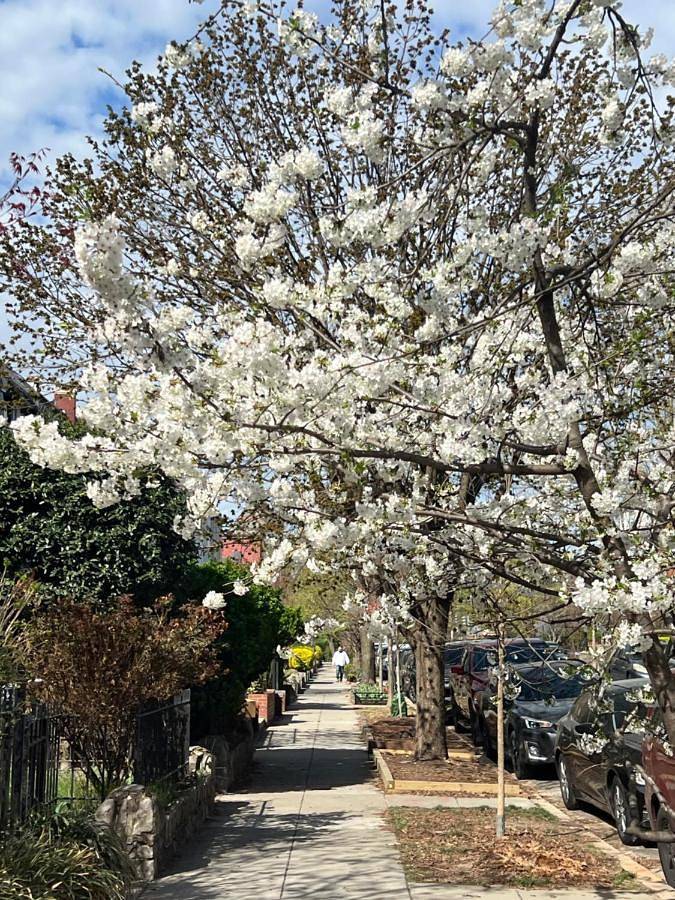 Gîte pour 8 personnes, avec balcon à Washington D.C. - 2
