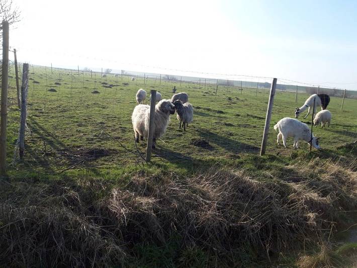 Bauernhof für 5 Personen, mit Garten, mit Haustier an der Nordsee