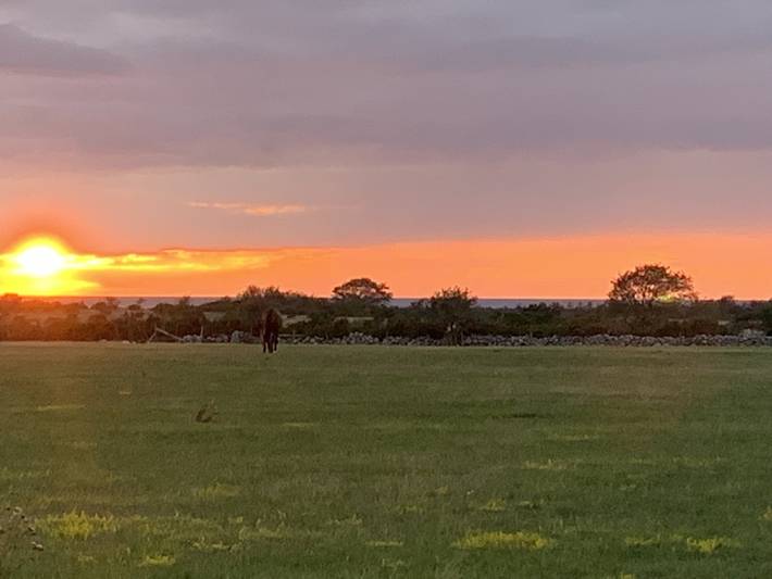 Ferienhaus für 14 Personen, mit Pool und Garten, mit Haustier in Gotland - 4