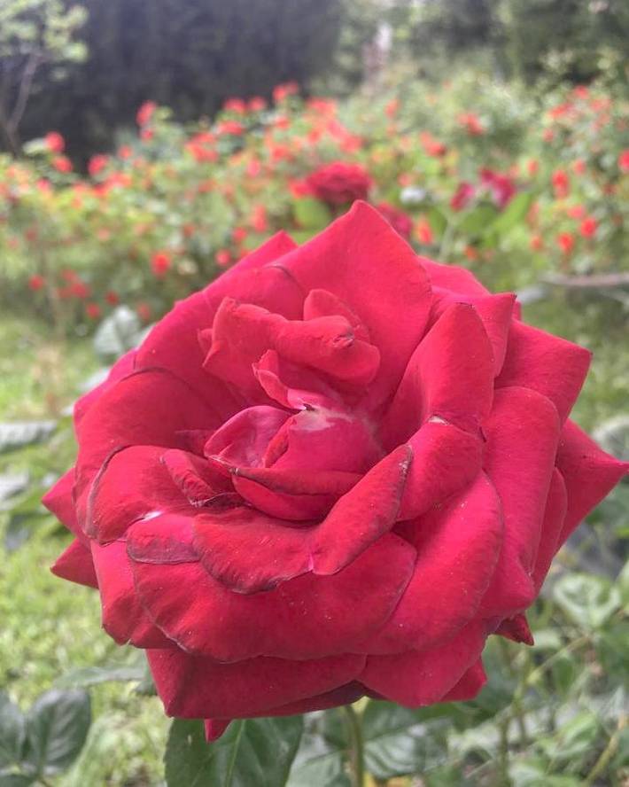 Location de vacances pour 2 personnes, avec jardin à Prato - 4