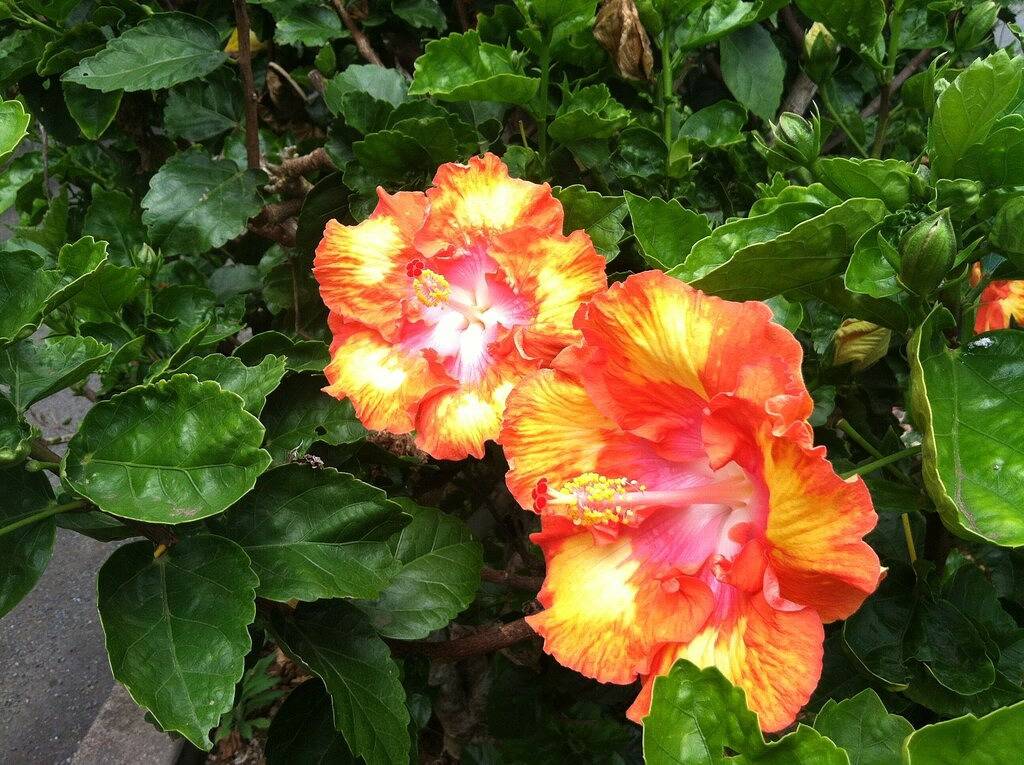 Ganze Wohnung, Schönes und geräumiges Studio-Apartment auf dem großen Golfplatz in Hilo in Hilo, South Hilo