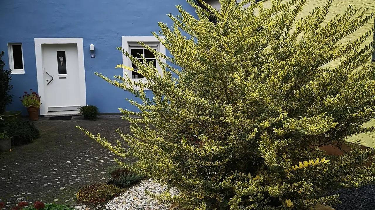 Ferienhaus für 3 Personen (60 m²) in Zeltingen-Rachtig in Zeltingen-Rachtig, Bernkastel-Kues & Umgebung