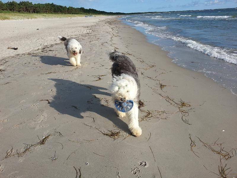 Ferienhaus Seehund in Glowe, Rügen