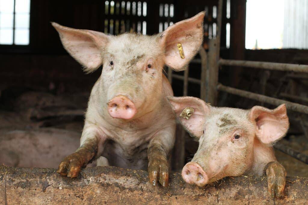 Bio-Erlebnisbauernhof Doll - Haflingerhof - Sonnenblume in Nittenau, Ostbayern