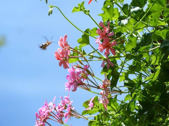 Ferienwohnung für 3 Personen, mit Balkon in der Zugspitzregion - 4