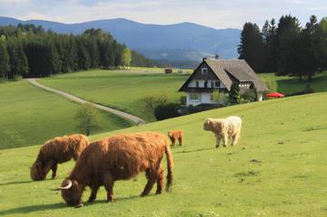 Gîte pour 5 personnes, avec terrasse, animaux acceptés à Mühlenbach