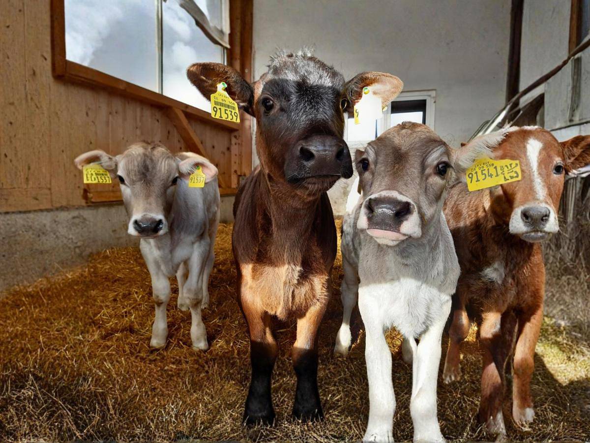 Ganze Wohnung, Bauernhof Finkel - Ferienwohnungen mit Balkon - Bergsicht - Traktor mitfahren - Tiere streicheln - entspannter Familienurlaub - zentrale Lage nahe Oberstdorf in Ofterschwang, Bayerisch Schwaben