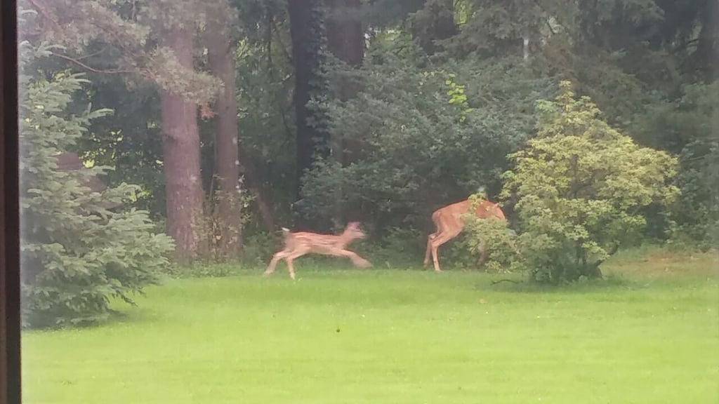 Das Stonewall Cottage in Ontariosee