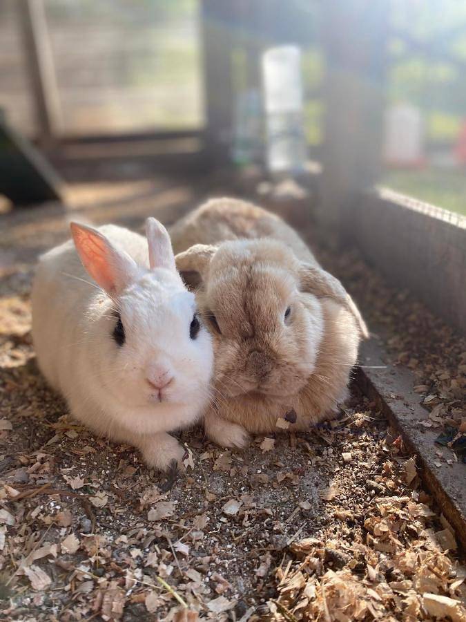 Casa de familia para 4 personas, con jardín además de vistas y piscina, Se admiten mascotas en Donostialdea - 4
