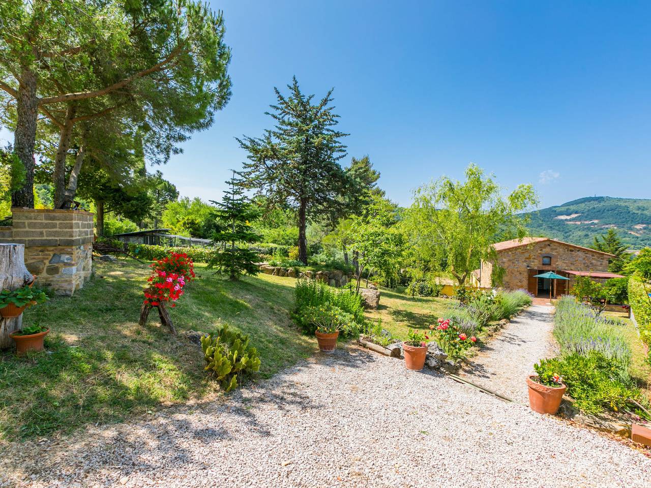 Pino di Sopra in Riserva Naturale di Monterufoli