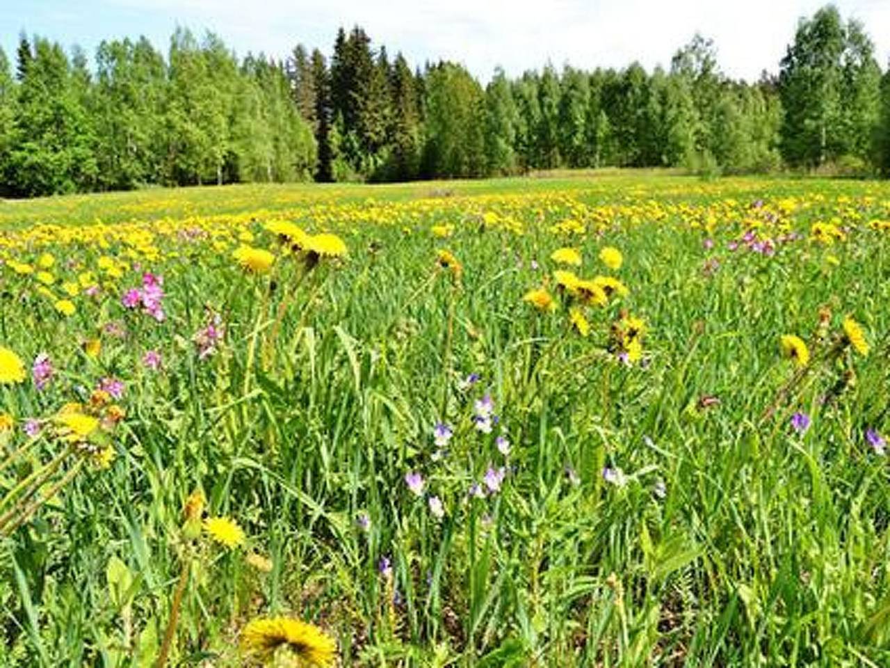 Kuikka in Padasjoki, Südfinnland
