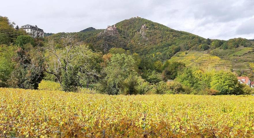Location de vacances pour 2 personnes, avec jardin ainsi que vue et terrasse à Ribeauvillé - 3