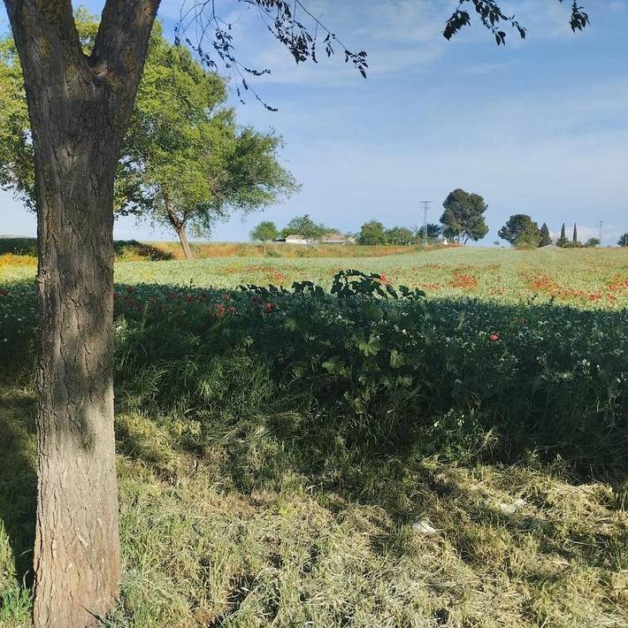 Casa rural para 8 personas, con piscina además de jardín y jacuzzi en Provincia de Ciudad Real - 3