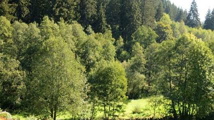 Ferienwohnung für 4 Personen in Suedlicher Schwarzwald, Titisee-Neustadt, Bild 2