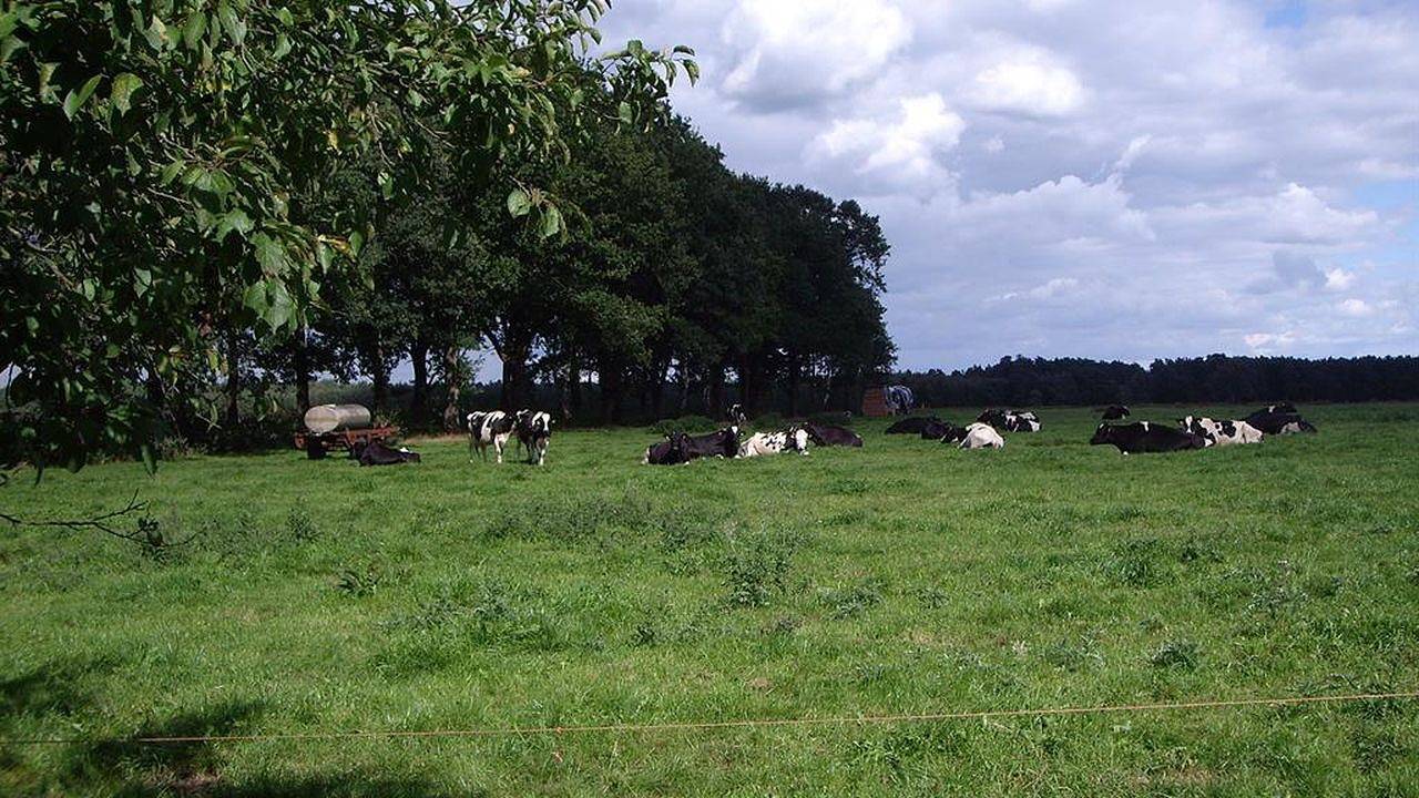 Vakantiehuis voor 5 personen met terras in Munster (Nedersaksen), Landkreis Heidekreis